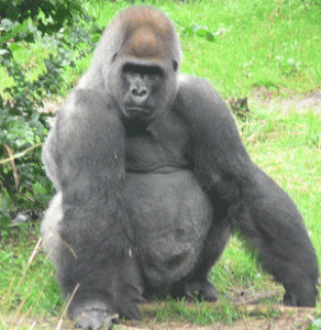 800 Pound Gorilla Sits Where He Wants To