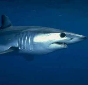 Reverse Merger Sharks Enabling Fraud in China