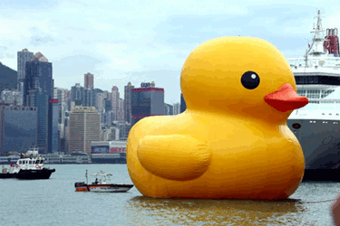 Hong Kong Duck