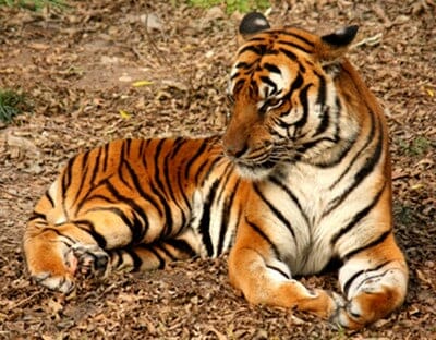 China tiger eating