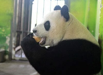 mooncake panda